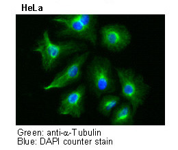Anti-α-Tubulin mAb (Clone: 2F9)
