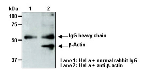 Anti-β-Actin pAb