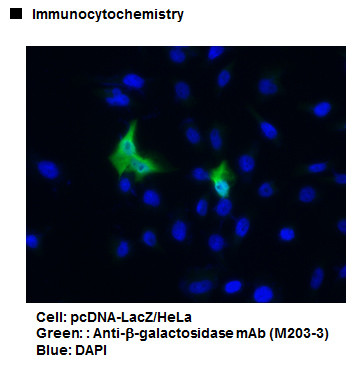 Anti-β-galactosidase mAb (Clone: 6F4)