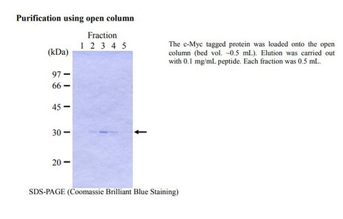 c-Myc tagged Protein MILD PURIFICATION GEL
