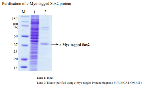 c-Myc-tagged Protein Magnetic Purification Kit