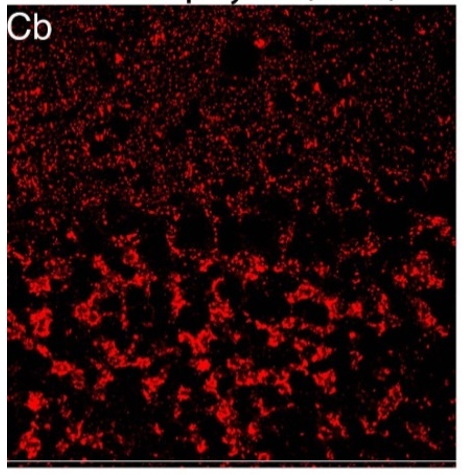 Anti Gephyrin (GPHN) Residues 54-94 pAb (Rabbit, Affinity Purified)