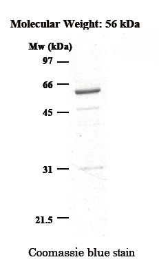 NAMPT (Human,   Active)