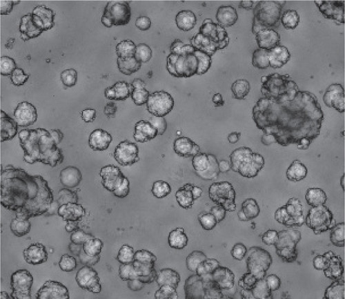 Recombinant Afamin/Wnt3a