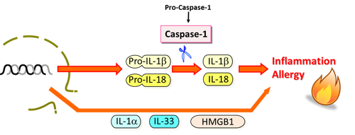Recombinant Human IL-18