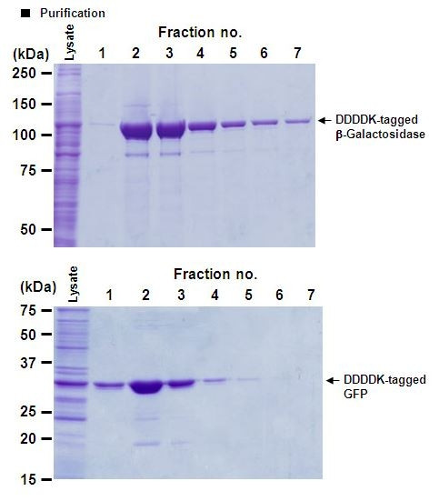 DDDDK-tagged Protein PURIFICATION GEL