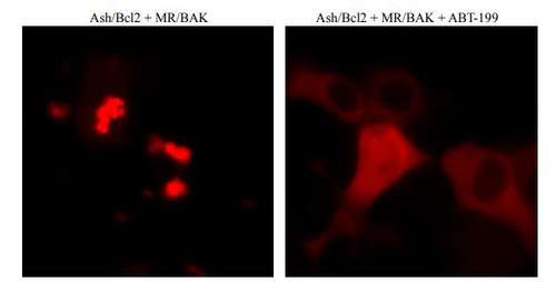 PPIs Detection Reagent : Fluoppi [ Bcl2-BAK ] (pAsh/Bcl2, pMR/BAK cassettes)