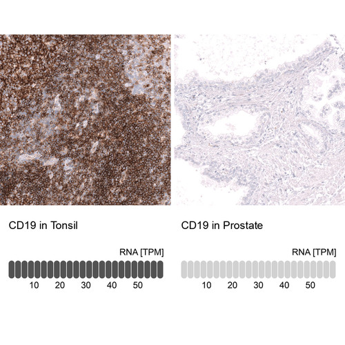 Immunohistochemistry analysis in human tonsil and prostate tissues using AMAb92044 antibody. Corresponding CD19 RNA-seq data are presented for the same tissues.