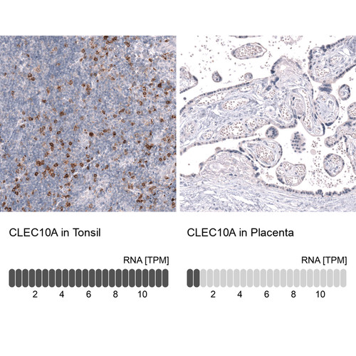 Immunohistochemistry analysis in human tonsil and placenta tissues using AMAb92047 antibody. Corresponding CLEC10A RNA-seq data are presented for the same tissues.