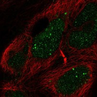 Immunofluorescent staining of human cell line HEK 293 shows localization to nucleoplasm & nuclear bodies.
