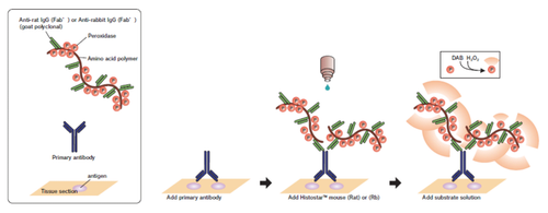 Histostar (Rb) for Mouse tissue