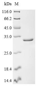 Recombinant Human Double-stranded RNA-specific adenosine deaminase (ADAR), partial (CSB-EP001324HU2)