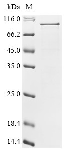 Recombinant Human CD44 antigen (CD44) (Δ507-536), partial (CSB-EP004938HU(M)a2)