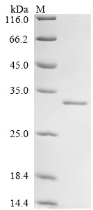 Recombinant Human DNA-directed RNA polymerase III subunit RPC1 (POLR3A), partial (CSB-EP018343HUa0)