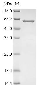 Recombinant Human Elongin-C (ELOC), Biotinylated (CSB-EP023281HU-B)