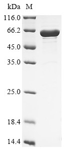 Recombinant Human cytomegalovirus Envelope glycoprotein UL132 (UL132), partial, Biotinylated (CSB-EP303136HWX1-B)