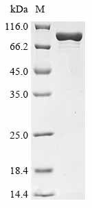 Recombinant Escherichia coli DNA polymerase II (polB) (CSB-EP321908ENV)