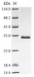 Recombinant Bovine leukemia virus Envelope glycoprotein (env), partial (CSB-EP326185BKF)