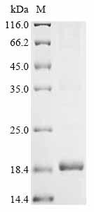 Recombinant Amaranthus caudatus Antimicrobial peptide 2 (CSB-EP340863AIH)