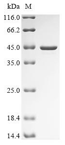 Recombinant Blattella germanica Aspartic protease Bla g 2 (CSB-EP346996BTL)