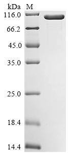 Recombinant Escherichia coli O157:H7 Trigger factor (tig), Biotinylated (CSB-EP364108EOD-B)