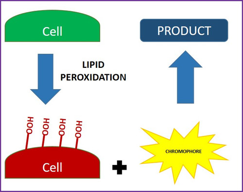 Lipid Peroxidation Assay Kit