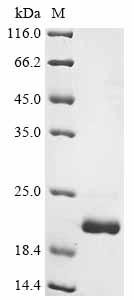 Recombinant Glycine max Leghemoglobin C2 (CSB-EP365720GGVl1)