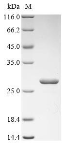 Recombinant Escherichia coli S-ribosylhomocysteine lyase (luxS) (CSB-EP512629ENU)
