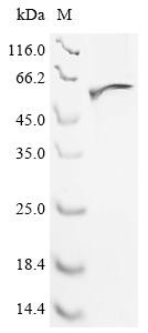 Recombinant Aspergillus phoenicis Mannosyl-oligosaccharide alpha-1,2-mannosidase 1B (mns1B) (CSB-EP613246APR)
