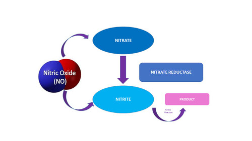 Nitrite/Nitrate Determination Assay Kit (LDH Assay)