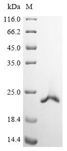 Recombinant Human ATP-dependent DNA/RNA helicase DHX36 (DHX36), partial (CSB-EP862002HU)
