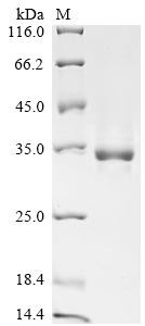 Recombinant Bovine Insulin-like growth factor I (IGF1) (CSB-YP011086BO)