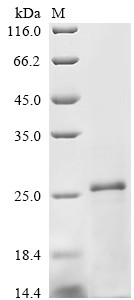 Recombinant Bovine Transforming growth factor beta-2 (TGFB2), partial (CSB-YP023448BO)