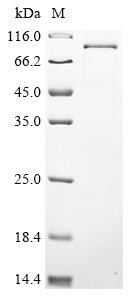 Recombinant Human DNA polymerase theta (POLQ), partial (CSB-BP018321HU1)