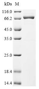 Recombinant Human cytomegalovirus Immediate early protein IE1 (UL123) (CSB-EP522280HWW)