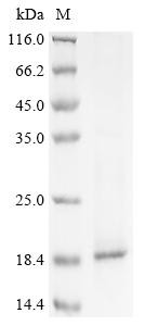 Recombinant Human C-X-C motif chemokine 13 (CXCL13) (CSB-EP006243HU)