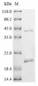 Recombinant Bovine Insulin-like 3 (INSL3), partial (CSB-EP011747BO)