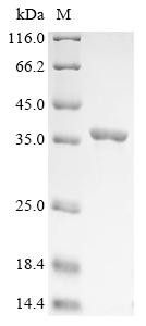 Recombinant Brucella melitensis biotype 1 31 kDa immunogenic protein (bcsP31) (CSB-EP358416BMO)