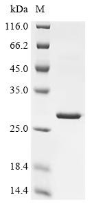 Recombinant Enterobacteria phage K3 Holin (T), partial (CSB-EP318742ECV)