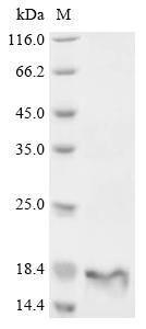 Recombinant Aspidelaps scutatus Cytotoxin homolog S3C2 (CSB-EP325630APV)