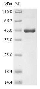 Recombinant Aspergillus tubingensis Epoxide hydrolase (CSB-YP4652DPD)