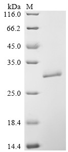 Recombinant Dermatophagoides pteronyssinus Mite allergen Der p 3 (DERP3) (CSB-YP331059DJH)