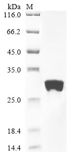 Recombinant Human cytomegalovirus Envelope glycoprotein L (gL) (CSB-EP515269HWWb0)