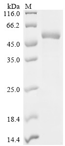 Recombinant Chicken Albumin (ALB), partial (CSB-EP001561CH)