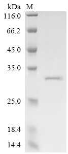 Recombinant Bovine Synaptic vesicle glycoprotein 2A (SV2A), partial (CSB-EP022978BO)