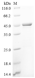 Recombinant Aspergillus tubingensis Epoxide hydrolase (CSB-EP4652DPD)
