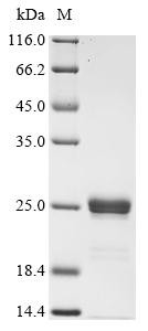 Recombinant Escherichia coli O157:H7 Major curlin subunit (csgA), partial (CSB-EP821944EOD1)
