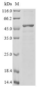 Recombinant Chicken Transcription factor SOX-1 (SOX1) (CSB-EP022417CH)