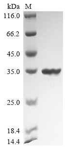 Recombinant Bacillus velezensis UCMB5033 Chitosanase (csn) (CSB-EP4322GRSb0)