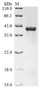 Recombinant Arabidopsis thaliana Plasmodesmata-located protein 7 (PDLP7) (CSB-EP604499DOAe3)